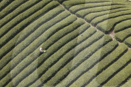 FEATURE - China Guizhou Teeplantagen