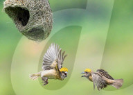 FEATURE - Die Vögel scheinen sich in der Luft zu streiten, wer das schönste Nest hat.