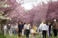 Wo früher die Mauer stand: Kirschblüte in Berlin