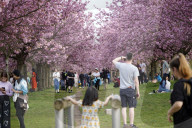 Wo früher die Mauer stand: Kirschblüte in Berlin