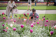 Embankment Gardens spring flower beds as Londoners enjoy the first sunshine of the year, London, Great Britain 
8th April 2024 

Warm weather sunshine brings out more people to enjoy the flower beds in Embankment Gardens London.