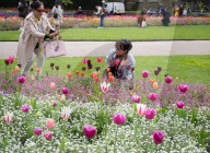 Embankment Gardens spring flower beds as Londoners enjoy the first sunshine of the year, London, Great Britain 
8th April 2024 

Warm weather sunshine brings out more people to enjoy the flower beds in Embankment Gardens London.