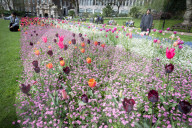 Embankment Gardens spring flower beds as Londoners enjoy the first sunshine of the year, London, Great Britain 
8th April 2024 

Warm weather sunshine brings out more people to enjoy the flower beds in Embankment Gardens London.