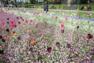 Embankment Gardens spring flower beds as Londoners enjoy the first sunshine of the year, London, Great Britain 
8th April 2024 

Warm weather sunshine brings out more people to enjoy the flower beds in Embankment Gardens London.
