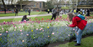 Embankment Gardens spring flower beds as Londoners enjoy the first sunshine of the year, London, Great Britain 
8th April 2024 

Warm weather sunshine brings out more people to enjoy the flower beds in Embankment Gardens London.