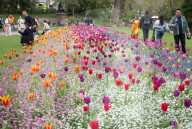 Embankment Gardens spring flower beds as Londoners enjoy the first sunshine of the year, London, Great Britain 
8th April 2024 

Warm weather sunshine brings out more people to enjoy the flower beds in Embankment Gardens London.