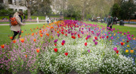 Embankment Gardens spring flower beds as Londoners enjoy the first sunshine of the year, London, Great Britain 
8th April 2024 

Warm weather sunshine brings out more people to enjoy the flower beds in Embankment Gardens London.