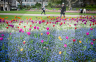 Embankment Gardens spring flower beds as Londoners enjoy the first sunshine of the year, London, Great Britain 
8th April 2024 

Warm weather sunshine brings out more people to enjoy the flower beds in Embankment Gardens London.