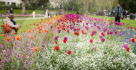 Embankment Gardens spring flower beds as Londoners enjoy the first sunshine of the year, London, Great Britain 
8th April 2024 

Warm weather sunshine brings out more people to enjoy the flower beds in Embankment Gardens London.
