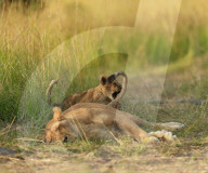FEATURE - Löwenjunge versucht den Schwanz seiner Mutter zu fangen 