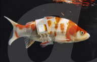 Smart vest offers window on life of a fish