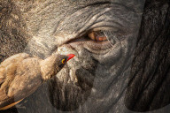 FEATURE - Ein Madenhacker und ein Büffel sehen sich Auge in Auge