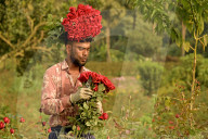 FEATURE - Landwirte haben Blumen im Haar, während sie Rosen von einem Feld pflücken