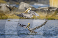 FEATURE - Ein Pelikanpaar fischt einen Fisch aus dem flachen Wasser