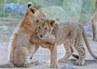 FEATURE - Zwei Löwengeschwister umarmen sich während einer kurzen Pause ihres Spielkampfes