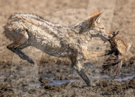 FEATURE - SN_JACKAL_LEAPS_18