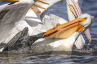 FEATURE - Kormoran stiehlt einen Fisch aus dem Schnabel eines Pelikans