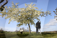 Blooming lovely: spring cherry blossom – in pictures