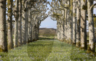 Blooming lovely: spring cherry blossom – in pictures