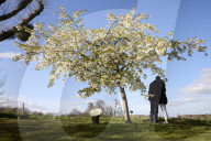Blooming lovely: spring cherry blossom – in pictures