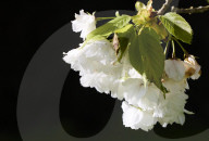 Blooming lovely: spring cherry blossom – in pictures