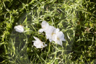 Blooming lovely: spring cherry blossom – in pictures
