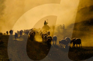 FEATURE - Schafhirten begeben sich auf eine lange und zermürbende Reise durch das staubige Hinterland  
