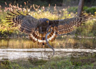 FEATURE - Ein Schlangenadler fängt im Sturzflug eine Schlange aus einem Fluss