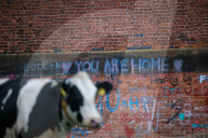 'This is our shrine': Why Harry Styles fans are on pilgrimage to a viaduct