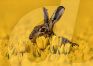 FEATURE - Dieser Hase ist von leuchtend gelben Tulpen umgeben