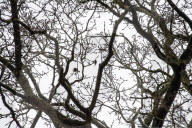 'These birds are telling us something serious is happening': the songbirds disappearing from Britain's woods