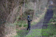 'These birds are telling us something serious is happening': the songbirds disappearing from Britain's woods