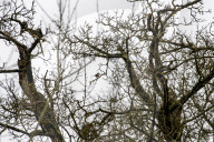 'These birds are telling us something serious is happening': the songbirds disappearing from Britain's woods