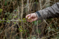 'These birds are telling us something serious is happening': the songbirds disappearing from Britain's woods