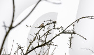 'These birds are telling us something serious is happening': the songbirds disappearing from Britain's woods