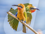 FEATURE - SN_BEE_EATER_PAIR_01