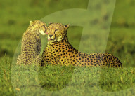 FEATURE -  Ein Gepardenjunges stürzt sich spielerisch auf seine Mutter