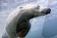 FEATURE - Eisbären tauchen kopfüber ins Wasser