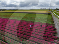 Tulpenfelder im niederländischen Alkmaar