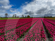 Tulpenfelder im niederländischen Alkmaar
