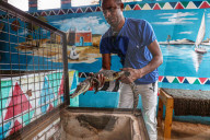 EGYPT-ASWAN-NUBIAN VILLAGE-CROCODILE BREEDING