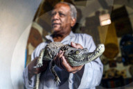 EGYPT-ASWAN-NUBIAN VILLAGE-CROCODILE BREEDING