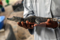 EGYPT-ASWAN-NUBIAN VILLAGE-CROCODILE BREEDING