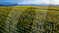 'They just make you happy': Jenny Jenner. The Queensland farmers who took a chance on a million sunflowers.