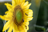 'They just make you happy': Jenny Jenner. The Queensland farmers who took a chance on a million sunflowers.