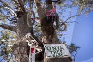 'An unexplained phenomenon': the Australian obsession for putting stuff in trees