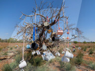 'An unexplained phenomenon': the Australian obsession for putting stuff in trees