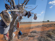'An unexplained phenomenon': the Australian obsession for putting stuff in trees