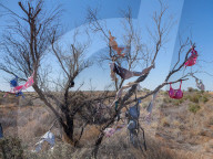'An unexplained phenomenon': the Australian obsession for putting stuff in trees