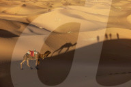 FEATURE - Die grösste warme Wüste der Welt: Die Sahara